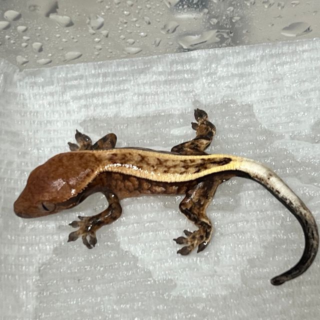 세이블