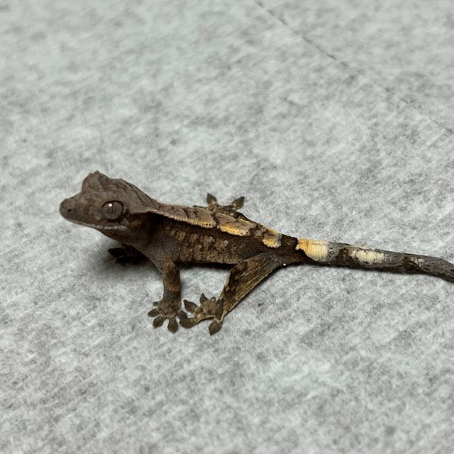세이블