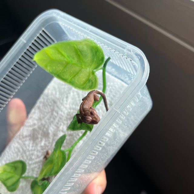 카푸치노 벅스킨