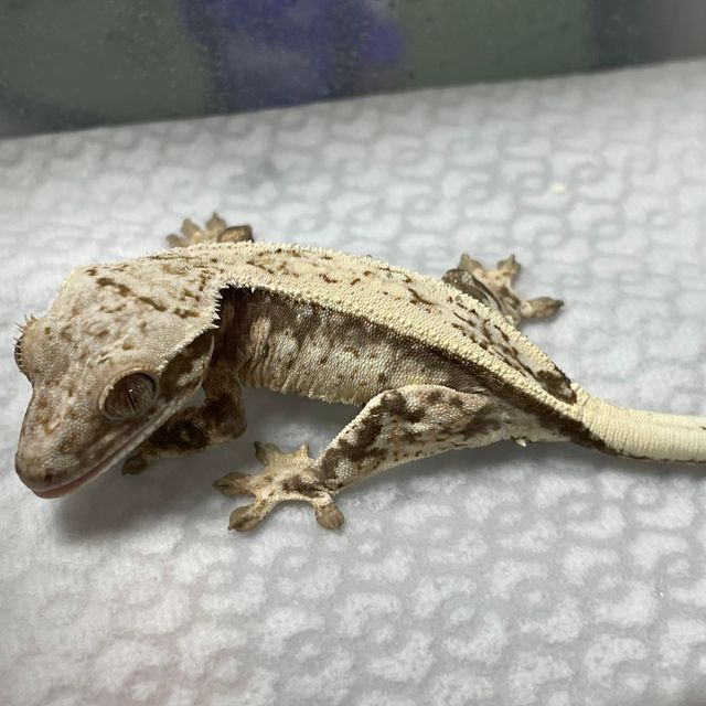 세이블