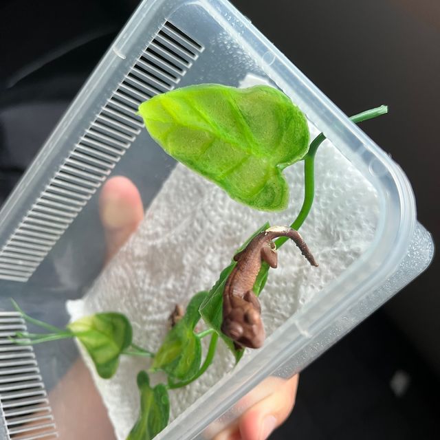 카푸치노 벅스킨