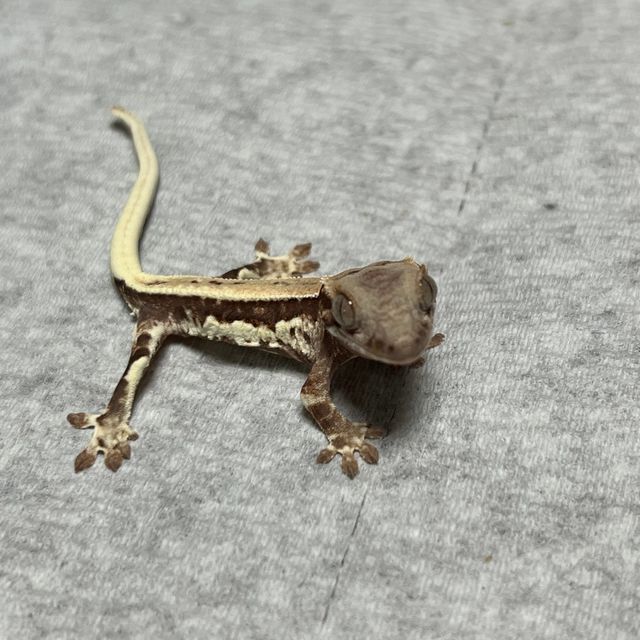 프라푸치노