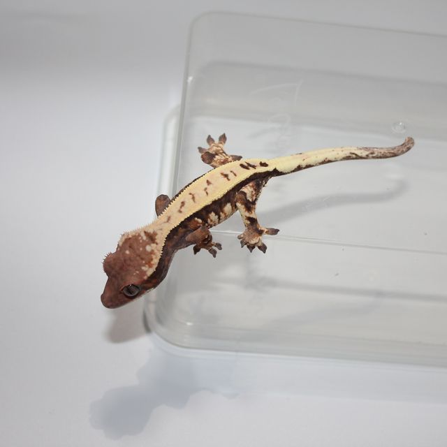 세이블