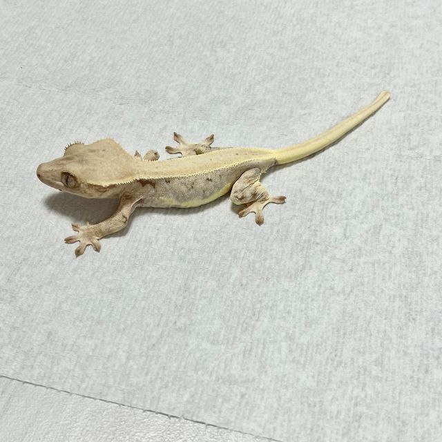 릴리화이트