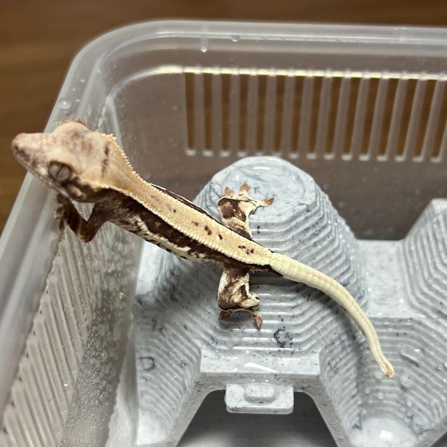 프라푸치노