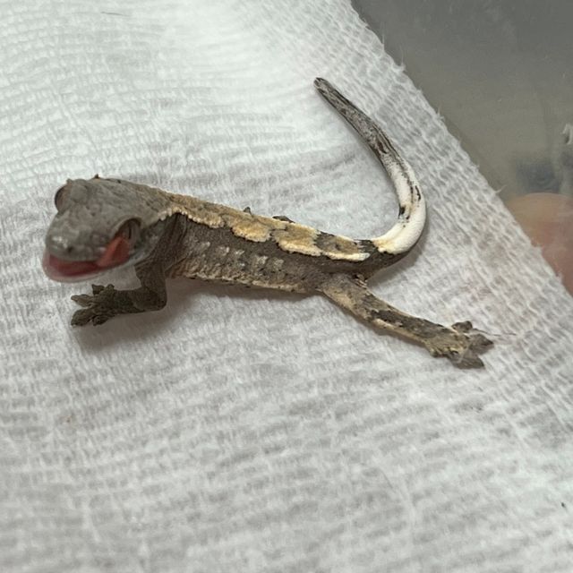 세이블