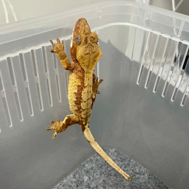 노멀 드리피 레드