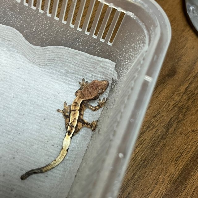 세이블