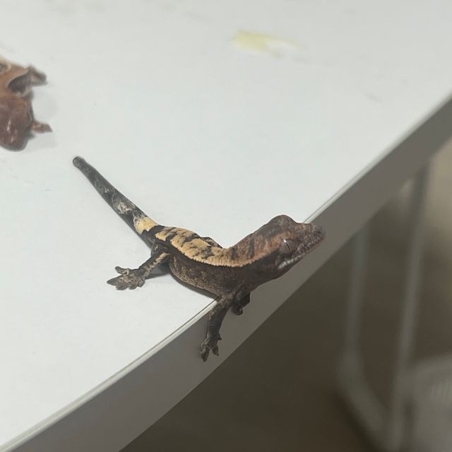 세이블