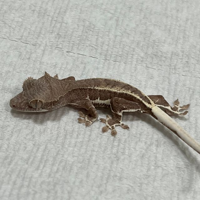 프라푸치노 팬텀