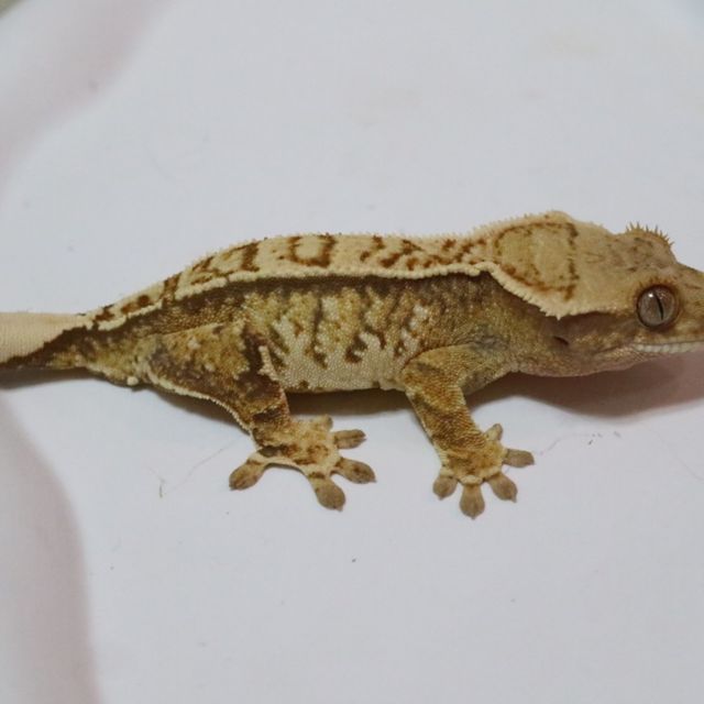 트라이 익스트림할리퀸
