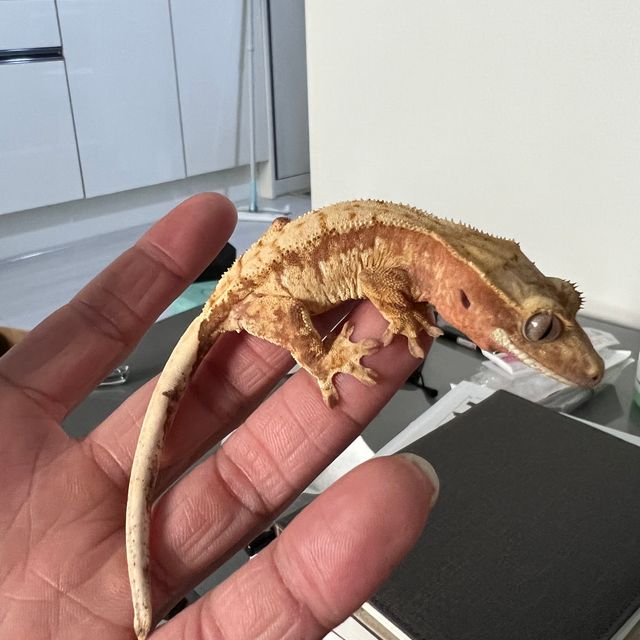 노멀 드리피 레드