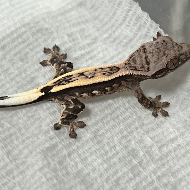 세이블