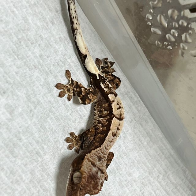 카푸치노