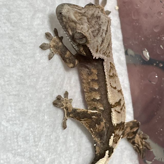 세이블