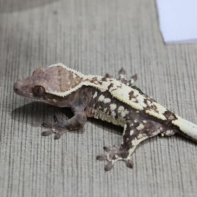 세이블