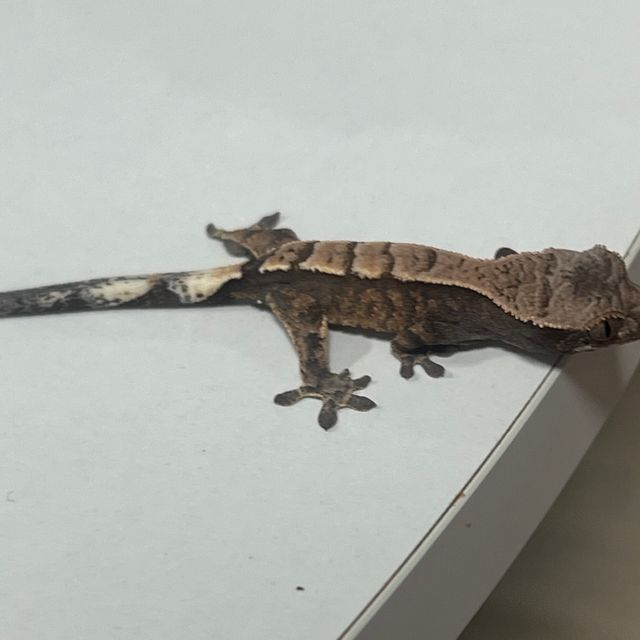 세이블