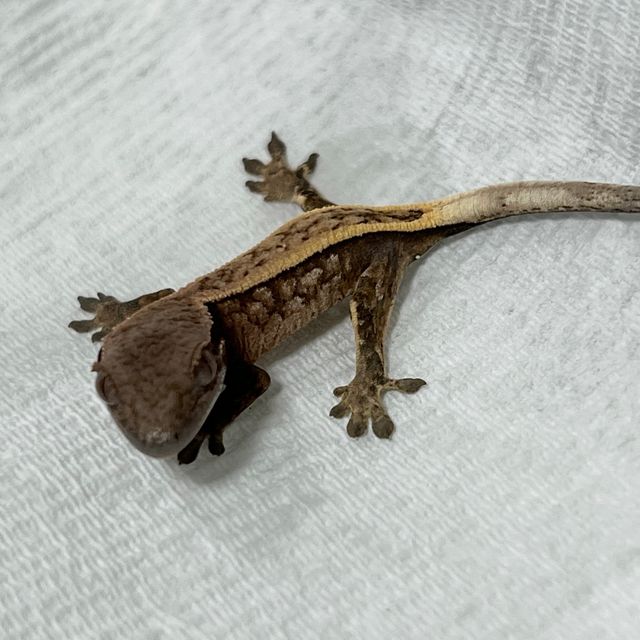 세이블
