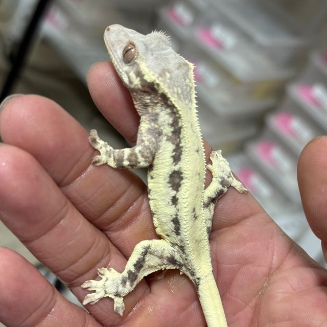 프라푸치노