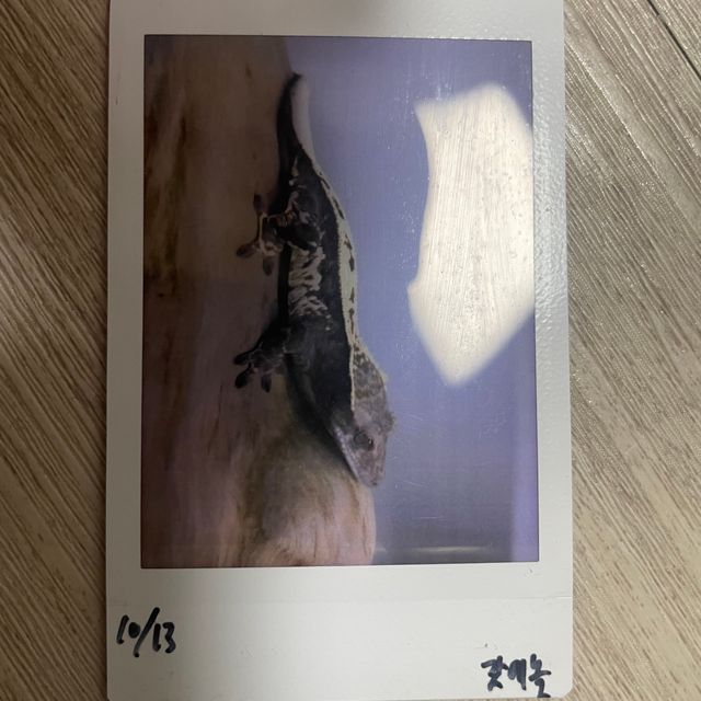 카푸치노