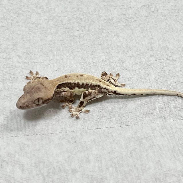 프라푸치노