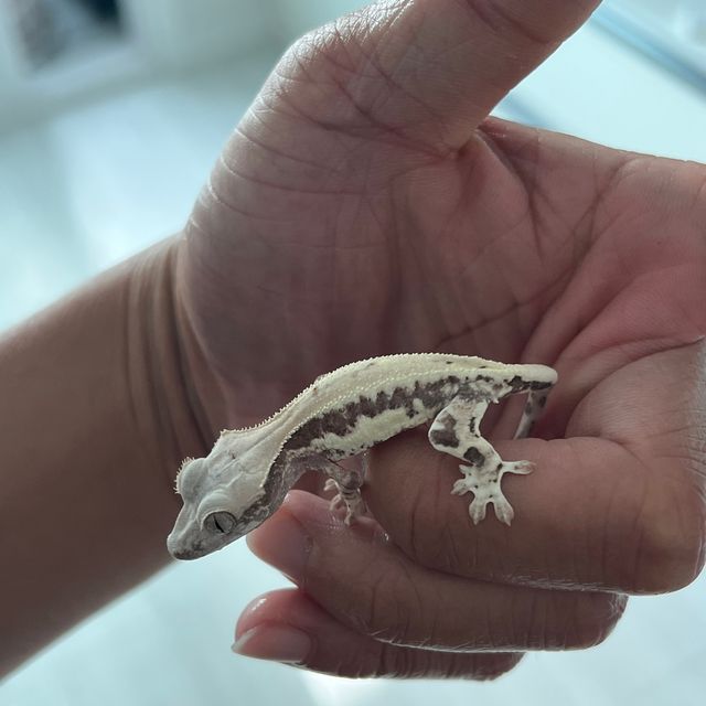 프라푸치노