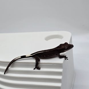 아잔틱 풀핀