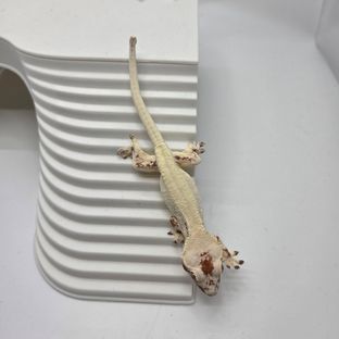 릴리 세이블
