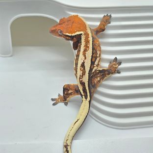 텐저린 세이블