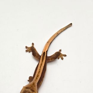 엠티백