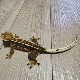 엠티백