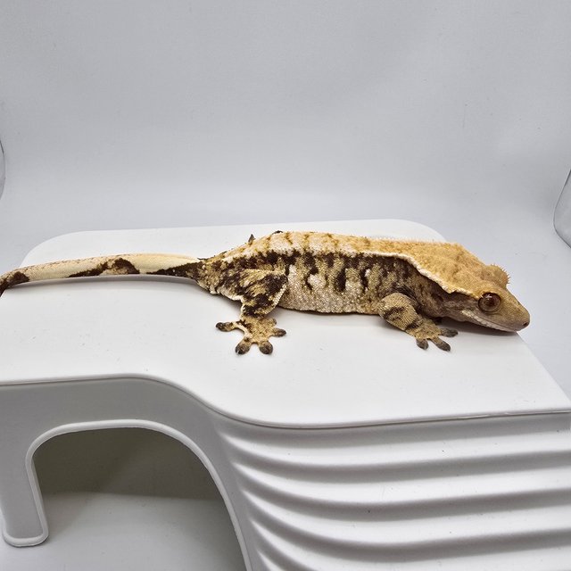 트라이 익스트림할리퀸