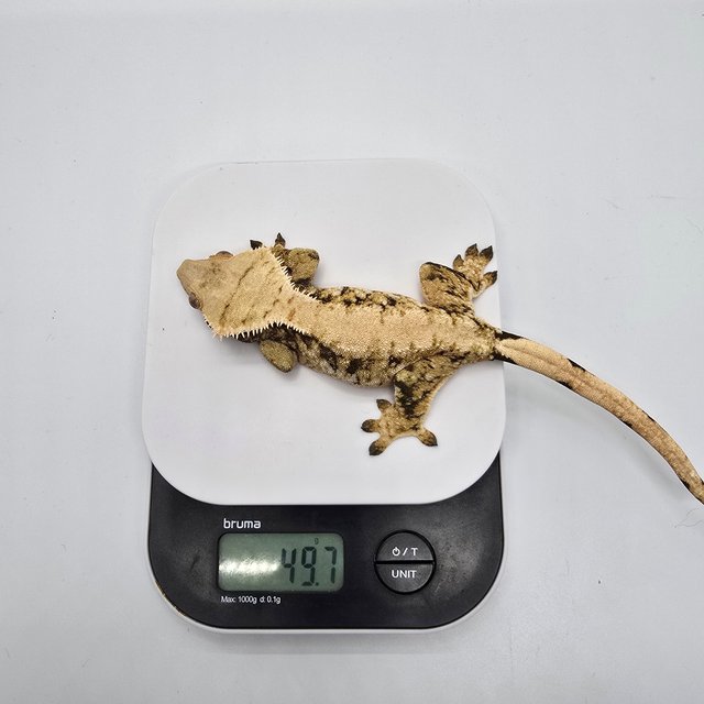 트라이 익스트림할리퀸