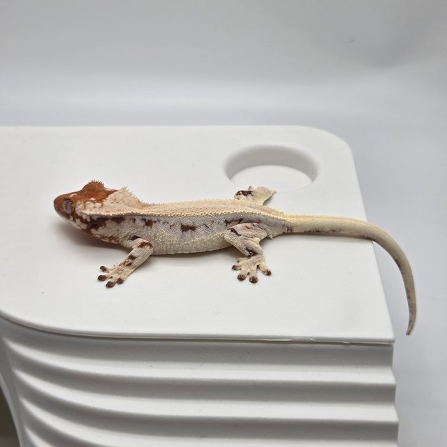 릴리 세이블 솔리드백