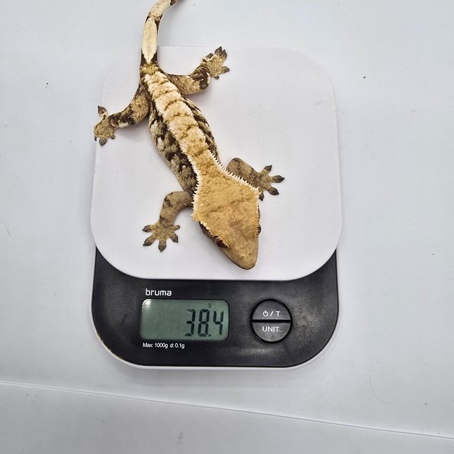 트라이 익스트림할리퀸