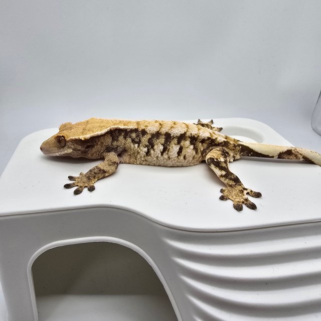 트라이 익스트림할리퀸