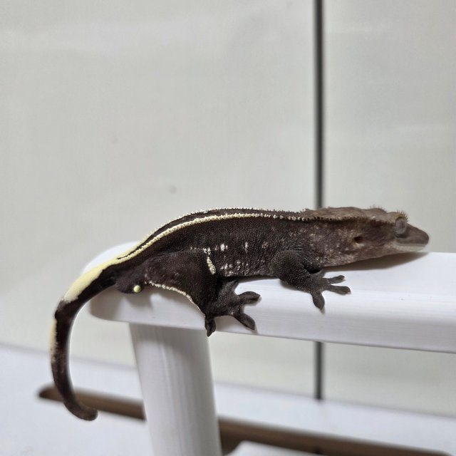 아잔틱 풀핀 화이트포트홀