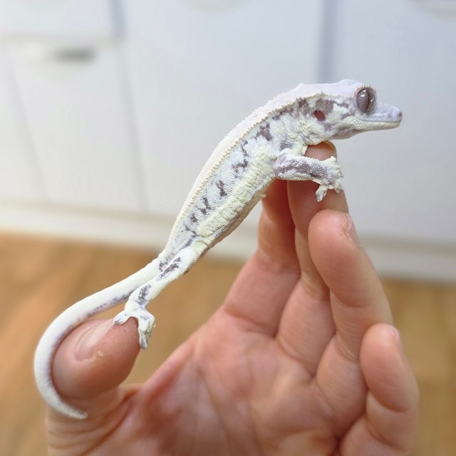 프라푸치노 솔리드백