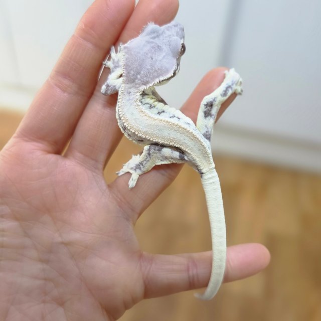 프라푸치노 솔리드백