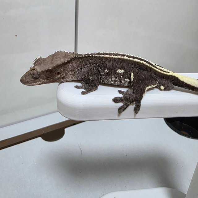 아잔틱 풀핀 화이트포트홀