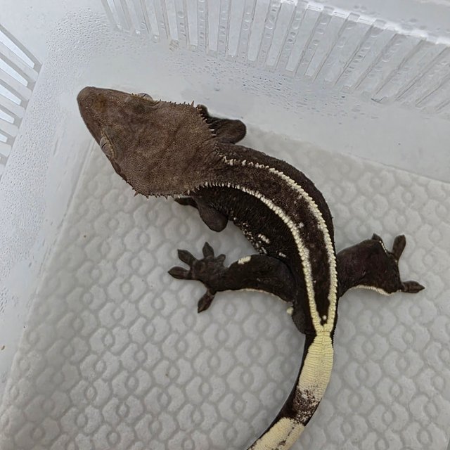 아잔틱 풀핀 화이트포트홀