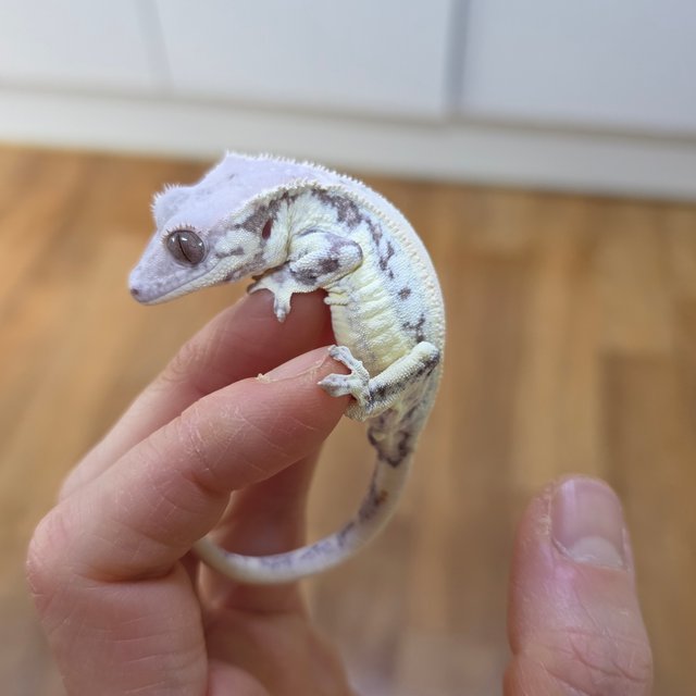 프라푸치노 솔리드백