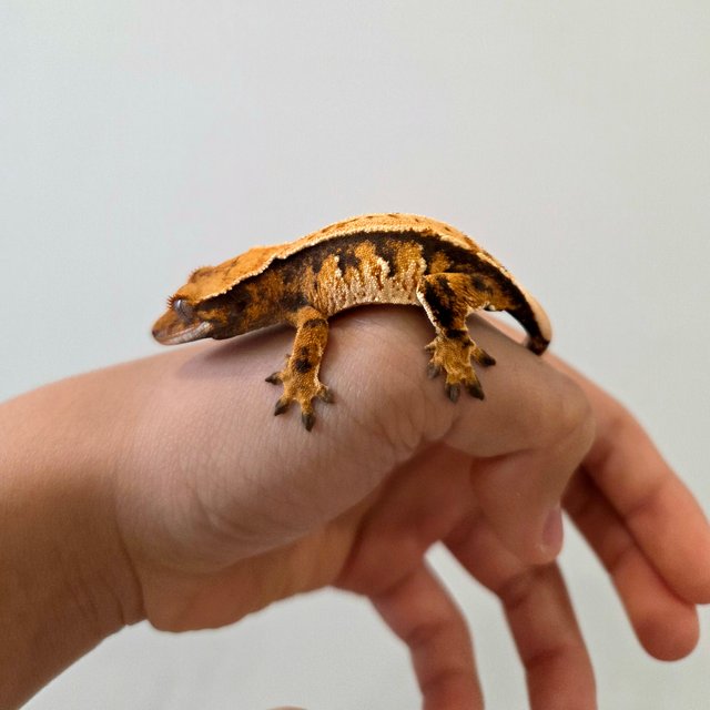 트라이 익스트림할리퀸 노멀