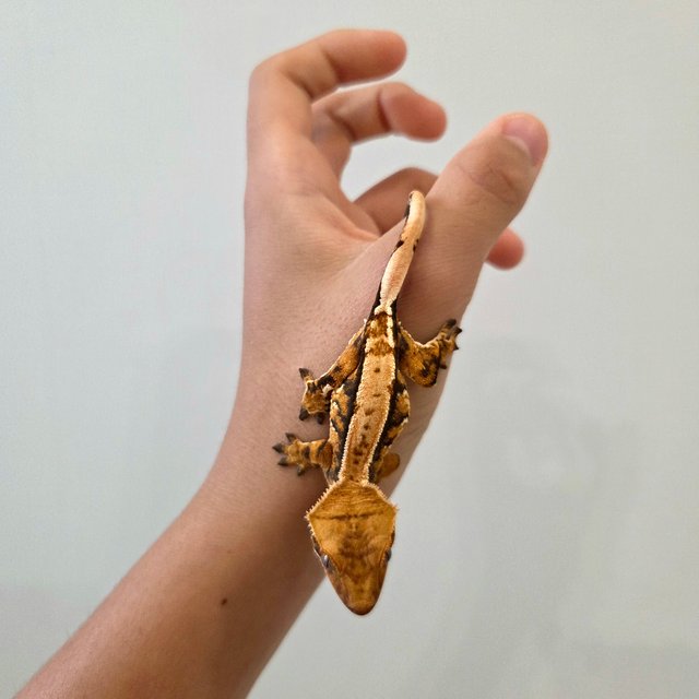 트라이 익스트림할리퀸 노멀