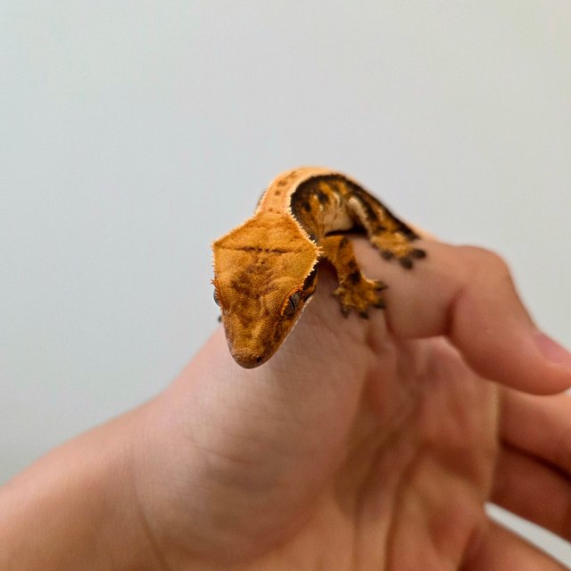 트라이 익스트림할리퀸 노멀