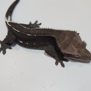 아잔틱 화이트스팟