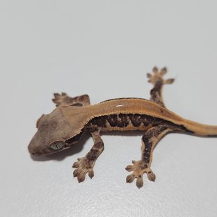 릴리화이트 솔리드백