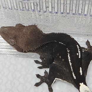 아잔틱