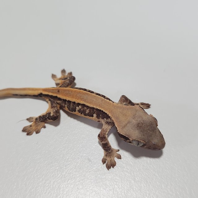 릴리화이트 솔리드백