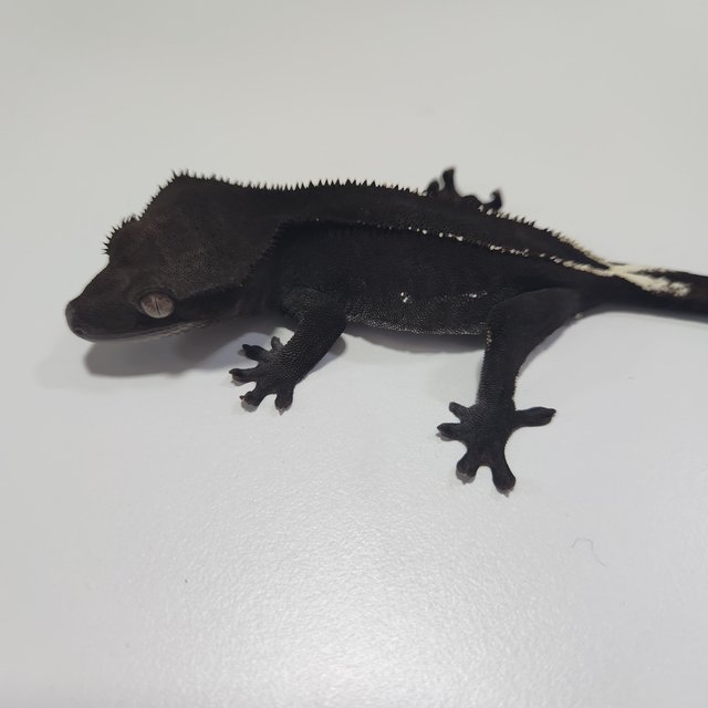 아잔틱